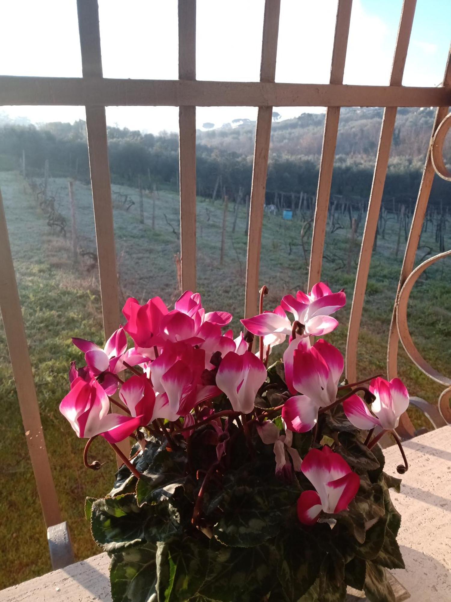 Poggio Agli Ulivi Villa Frascati Dış mekan fotoğraf