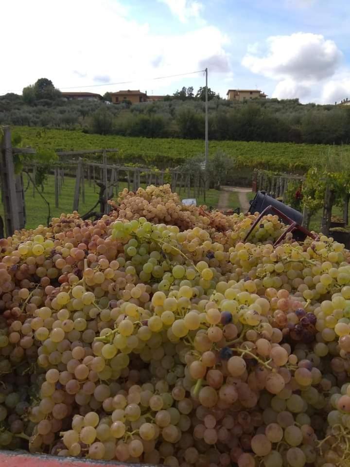 Poggio Agli Ulivi Villa Frascati Dış mekan fotoğraf